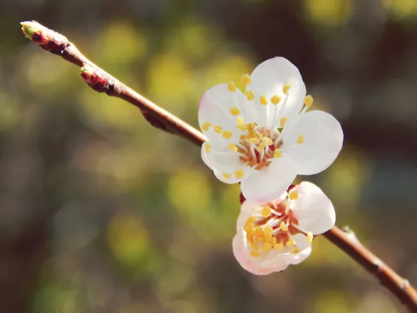 Fleurs de fleurs de cerisier de printemps - sakura - sur le ciel bleu — Photo