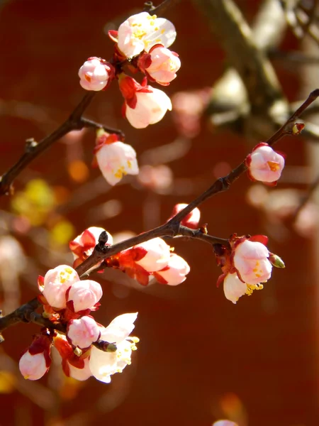 Fleurs de fleurs de cerisier de printemps - sakura - sur le ciel bleu — Photo