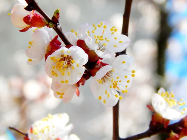 Spring cherry blossom flowers - sakura - over blue sky — Stock Photo, Image