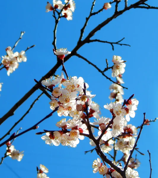 Flores de flor de cerezo de primavera - sakura - sobre el cielo azul — Foto de Stock