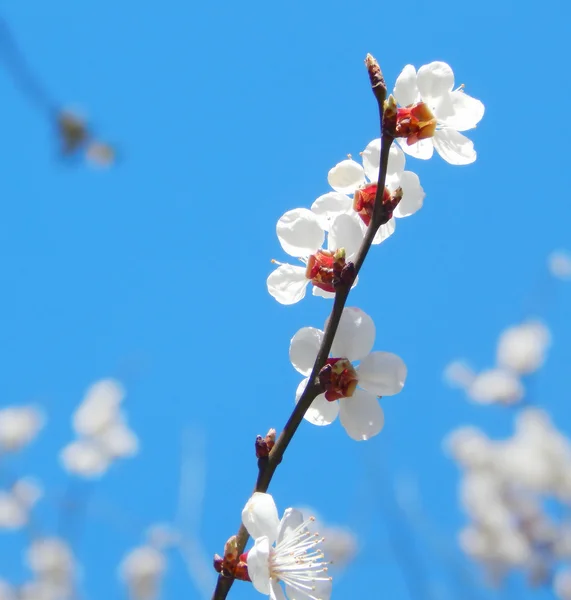 Flores de flor de cerezo de primavera - sakura - sobre el cielo azul — Foto de Stock