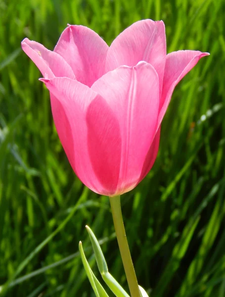 Campo di tulipani rosa su sfondo erba — Foto Stock