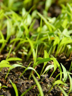 Yeşil bahar çimen portre