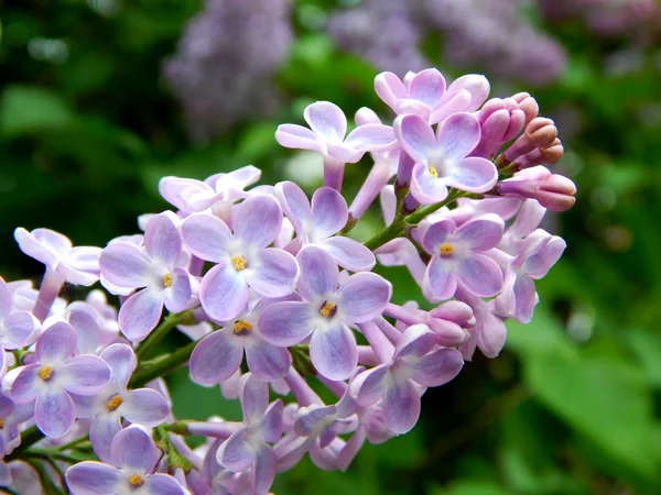 Bautiful flowers of spring - lilac — Stock Photo, Image