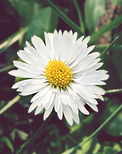 Daisy on a green background — стоковое фото