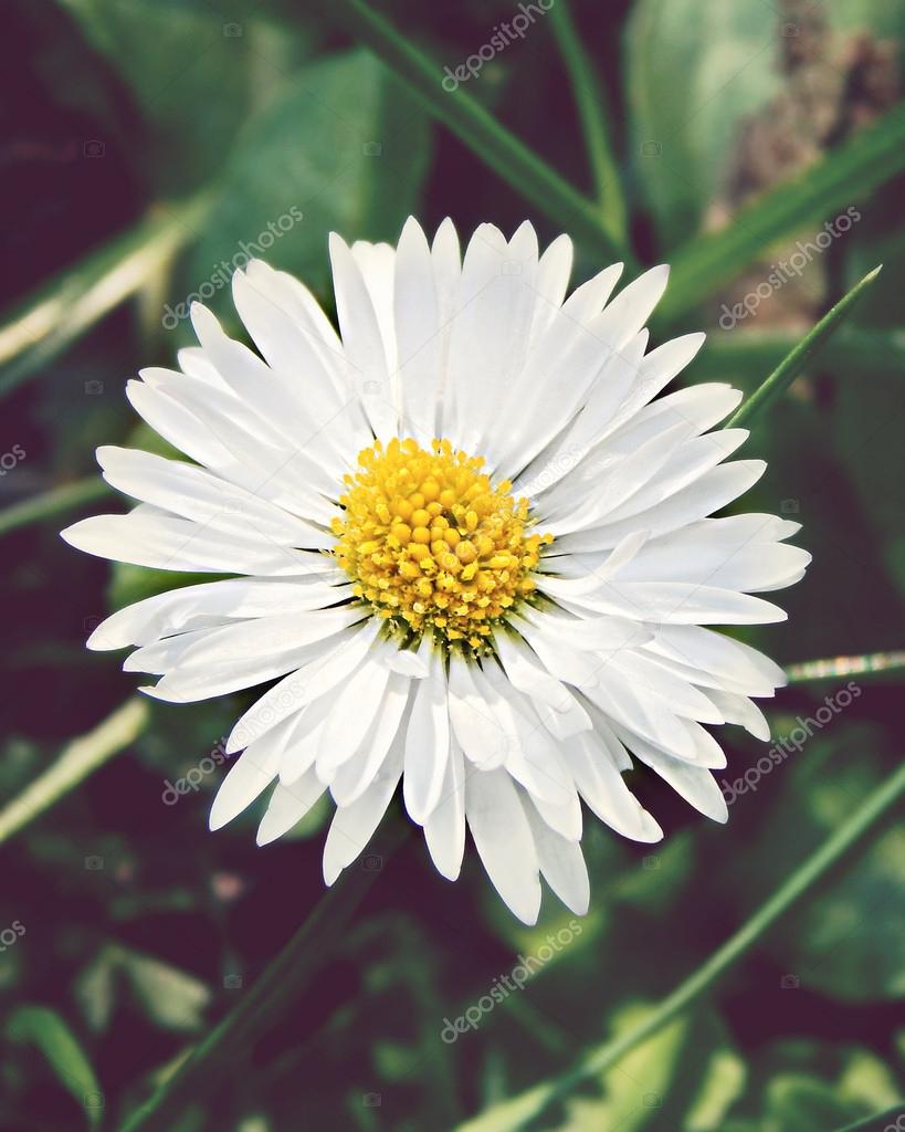 Daisy on a green background