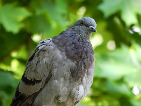 緑を背景に座っている灰色の鳩 — ストック写真