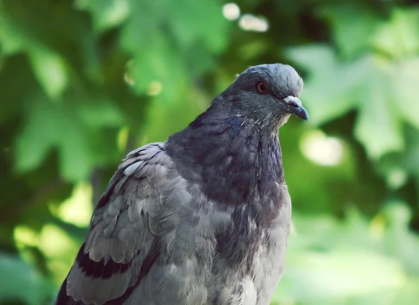 Серый голубь сидит на зеленом фоне — стоковое фото
