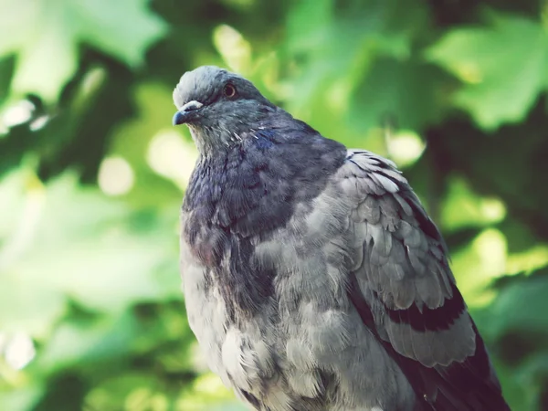 緑を背景に座っている灰色の鳩 — ストック写真