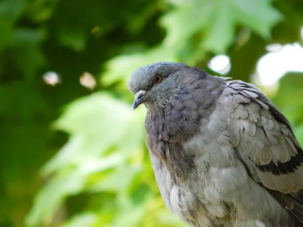 緑を背景に座っている灰色の鳩 — ストック写真