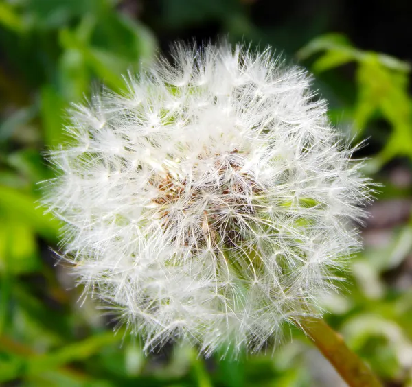 A beautiful dandelion on a grass background — Stock Photo, Image
