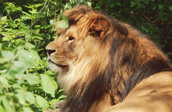 Un leone sdraiato e appoggiato sull'erba — Foto Stock