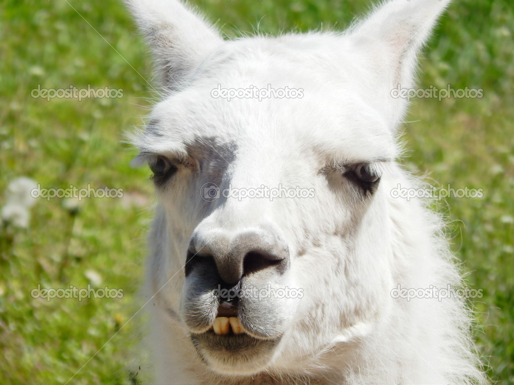 White lama closeup
