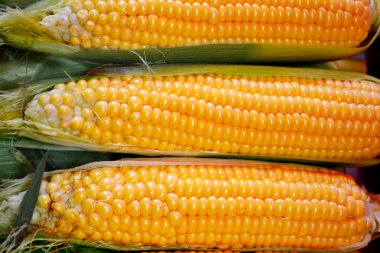 Taze çiğ mısır koçanları.