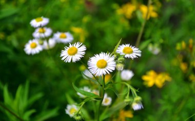 Yeşil ciğeri arka plan üzerinde küçük papatyalar
