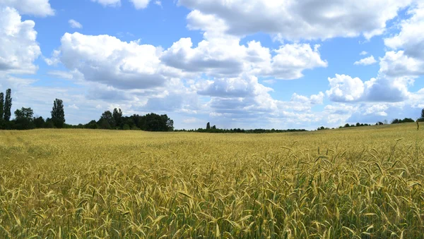 Goldene Weizenspitzen Feld über blauem Himmel und Wolken - das Symbol der ukrainischen Flagge — Stockfoto