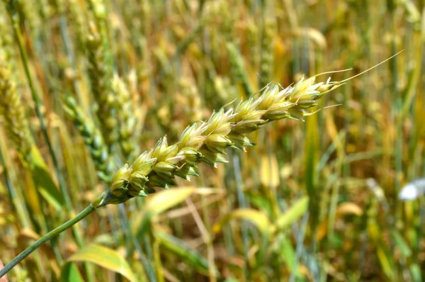 Золотой всплеск пшеницы — стоковое фото