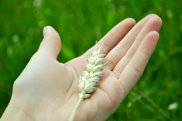 Hand holding golden wheat spike closeup over grass background — Stock Photo, Image