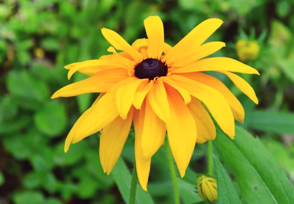 Ярко-жёлтый цветок — стоковое фото