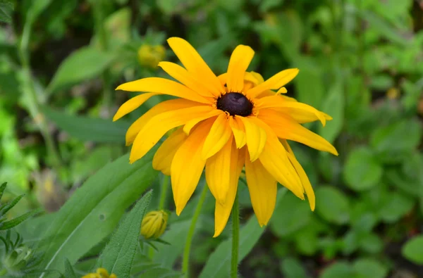 Zářivě žlutý květ záběr — Stock fotografie