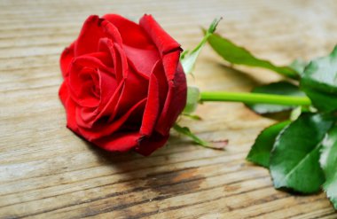 güzel bir çiçek - büyük bir kırmızı gül, aşk, onun yaprakları closeup ile sembolü