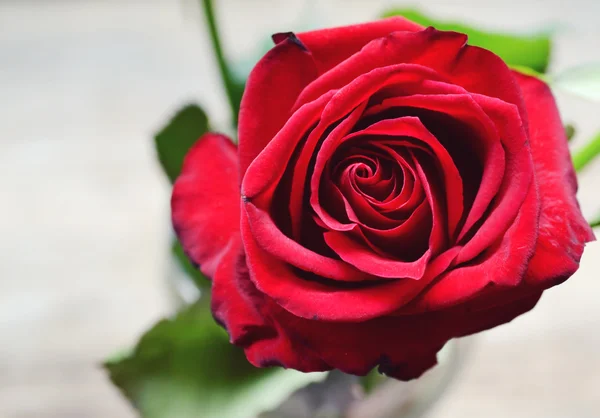 美丽的花 — — 一大朵的红玫瑰，用其花瓣特写的爱的象征 — 图库照片