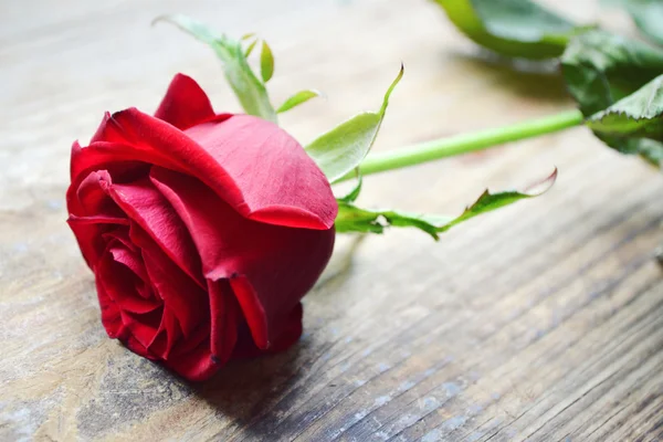 美丽的花 — — 一大朵的红玫瑰，用其花瓣特写的爱的象征 — 图库照片
