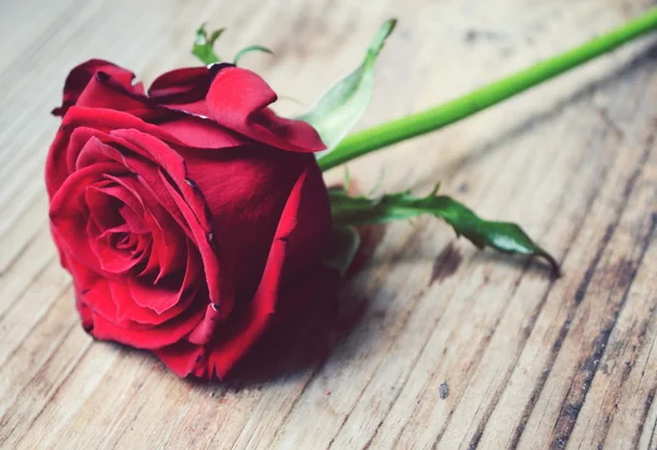 La flor hermosa - la rosa grande roja, el símbolo del amor, con sus pétalos el primer plano —  Fotos de Stock