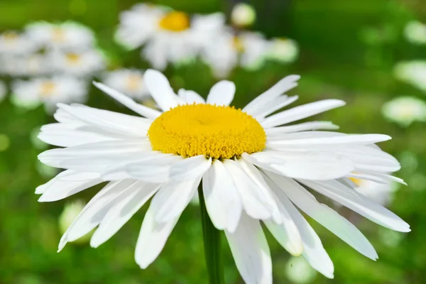 Big daisy closeup on background of green field with flowers — Stock Photo, Image