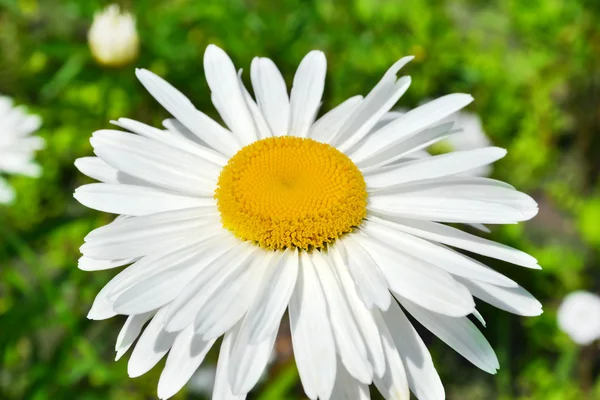 Grote daisy close-up op achtergrond van groene veld met bloemen — Stockfoto