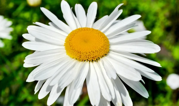 Daisy duże zbliżenie na tle zielonego pola z kwiatami — Zdjęcie stockowe