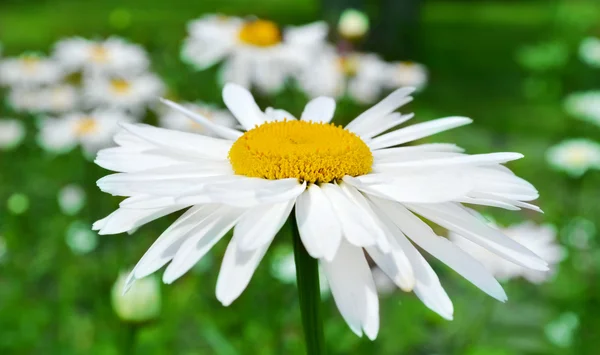 Grote daisy close-up op achtergrond van groene veld met bloemen — Stockfoto