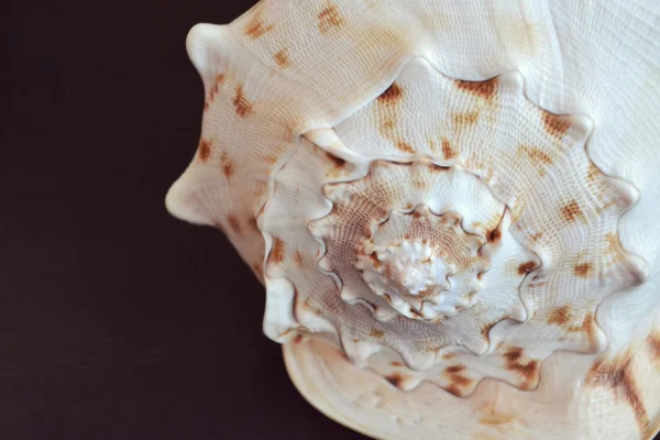 Grande conchiglia isolata su sfondo scuro — Foto Stock