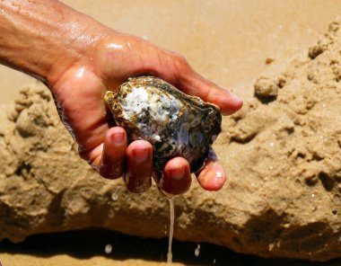 balıkçı temizlik istiridye