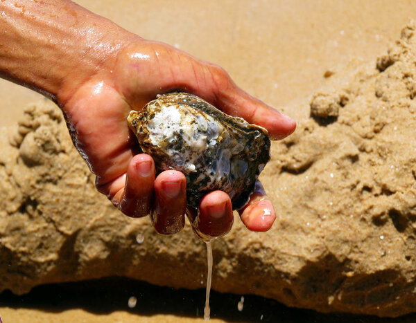 Рыбак чистит устрицу
