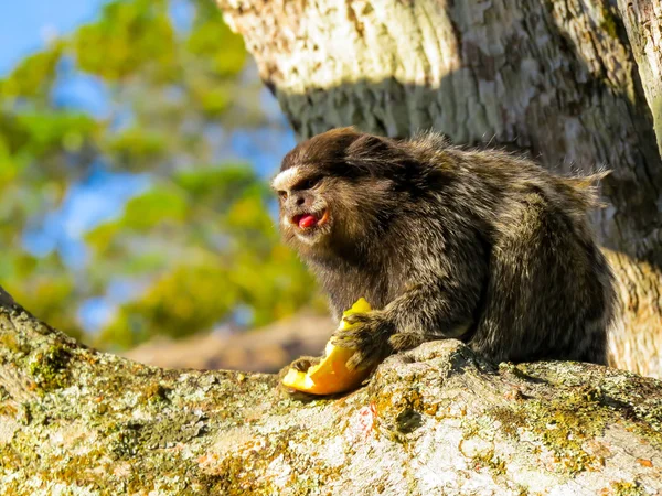 Monkey in habitat — Stock Photo, Image