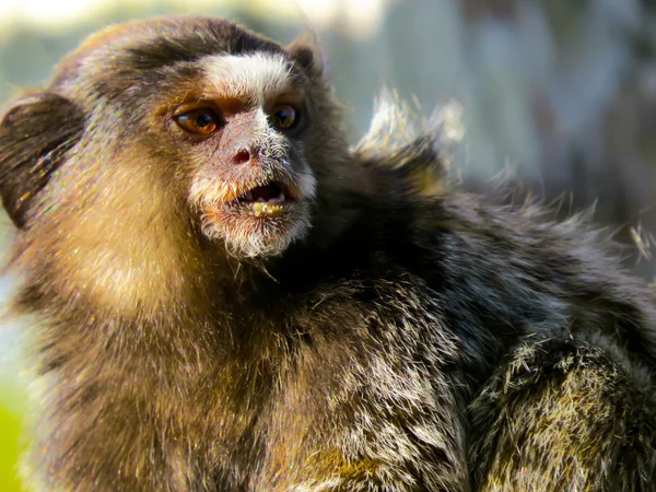 Close-up de macaco — Fotografia de Stock