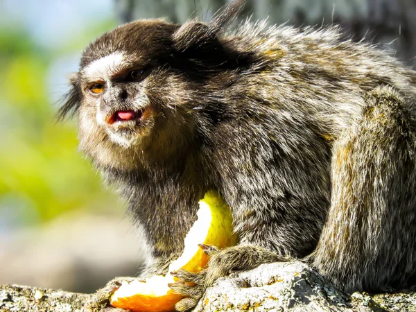 Macaco em comer frutas — Fotografia de Stock