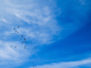 gökyüzü ve kuşlar