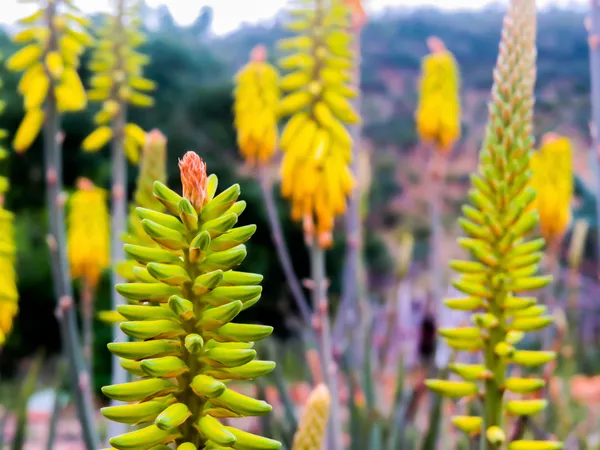 Aloe de plante médicinale de fleur — Photo