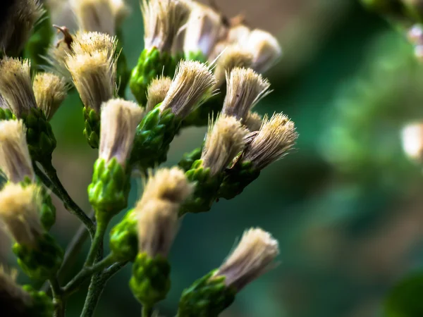 Bloem van medicinale planten — Stockfoto