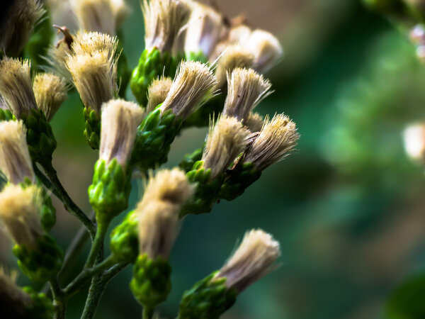 Flower of medicinal plant