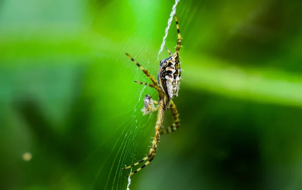 Макрос павука в будинку — Stok fotoğraf