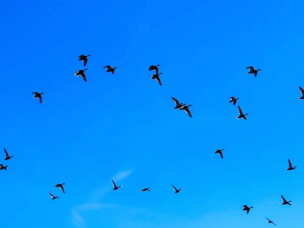 Himmel und Vögel — Stockfoto