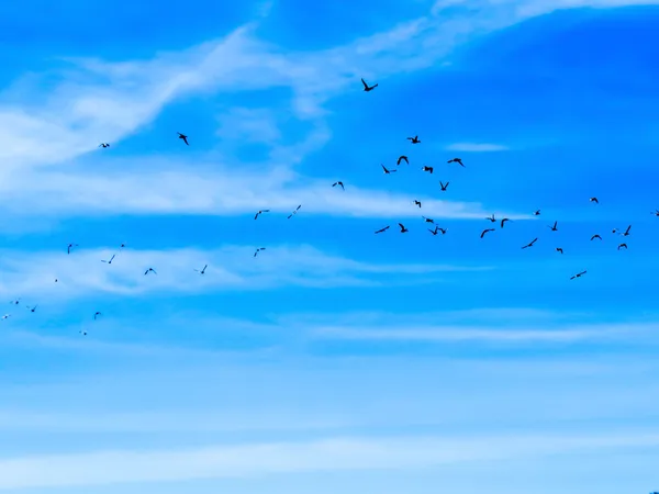 Himmel und Vögel — Stockfoto