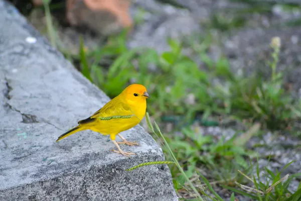Pájaro amarillo Imágenes de stock libres de derechos