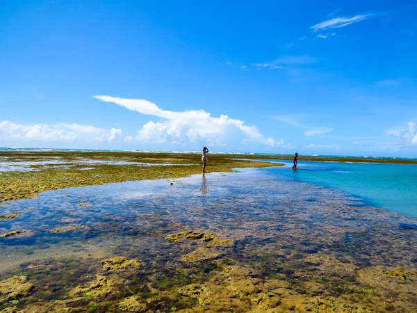 Playas de Brasil agua caliente Fotos de stock libres de derechos