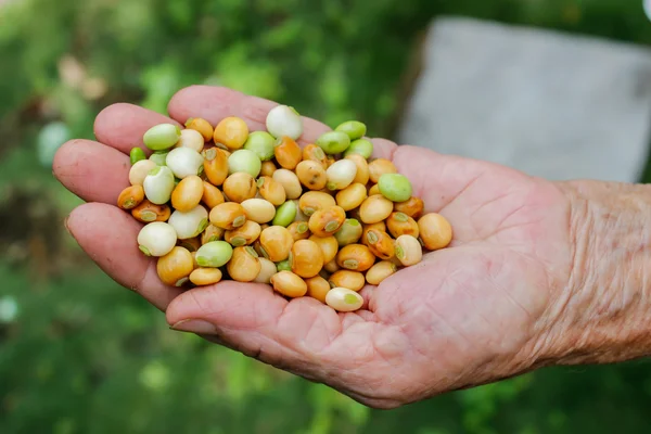Semena, fazole — ストック写真