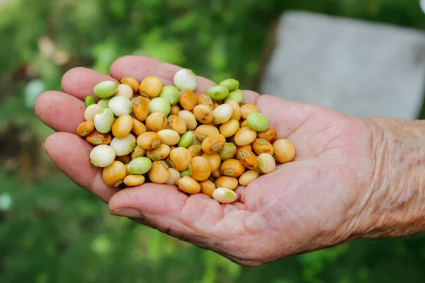 Semillas, frijoles Fotos de stock libres de derechos