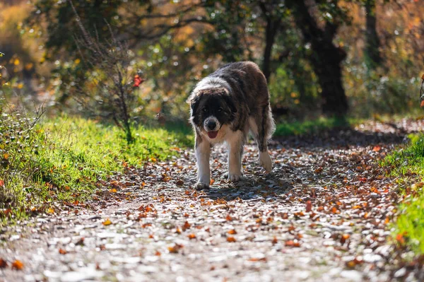 Moskova bekçi köpeği, ormanda güneşli bir günde yürüyen köpek. İspanya